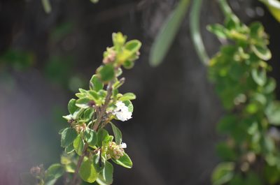 Lantana involucrata, photographed by Josiah Londerée