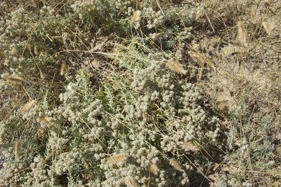 Teucrium polium, photographed by Olena V. Vakarenko
