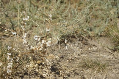Lepidium perfoliatum, photographed by Olena V. Vakarenko