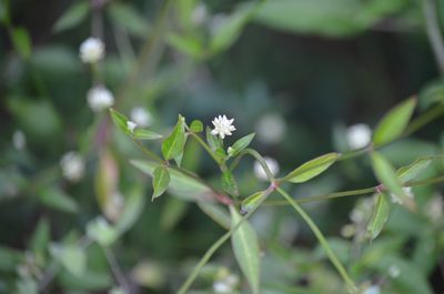 Alternanthera flavescens