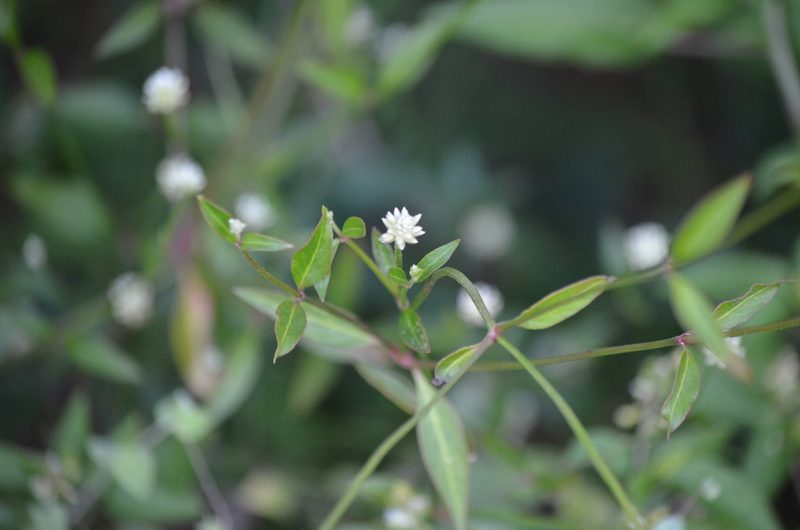 Alternanthera flavescens, photographed by Josiah Londerée