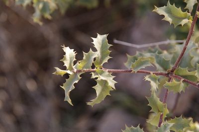 Quercus turbinella, photographed by Eric Knight