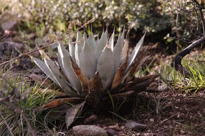 Agave parryi, photographed by Eric Knight