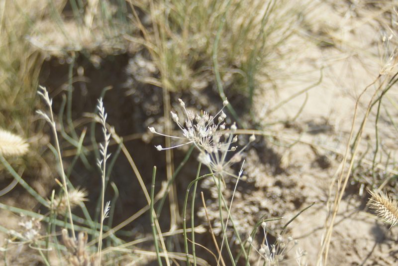 Allium inaequale, photographed by Olena V. Vakarenko