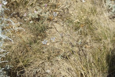 Nigella arvensis, photographed by Olena V. Vakarenko