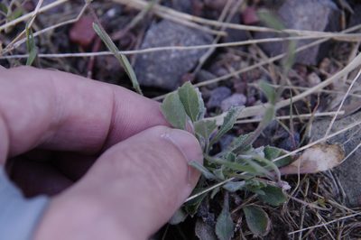 Boechera perennans, photographed by Eric Knight