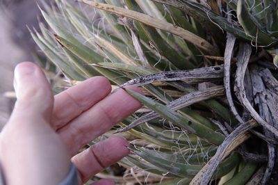 Agave toumeyana, photographed by Eric Knight