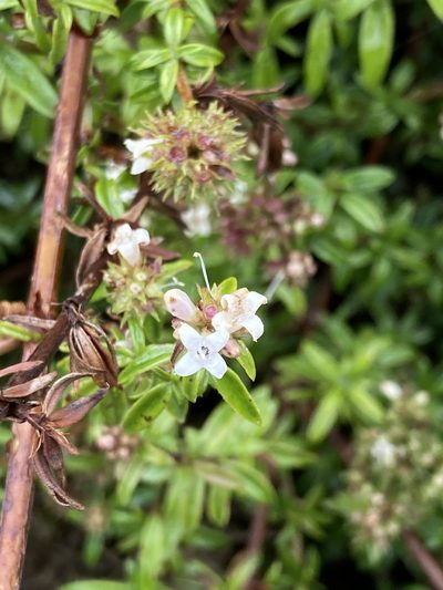 Galianthe bogotensis, photographed by julianazuluaga-carrero