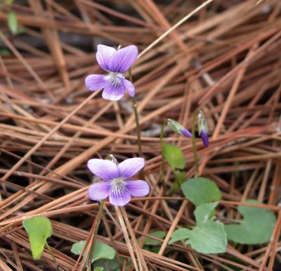 Viola septemloba, photographed by Kim