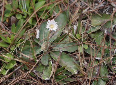 Chaptalia tomentosa, photographed by Kim