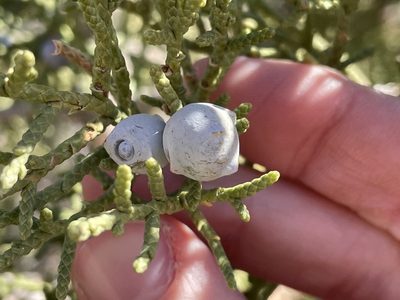 Juniperus osteosperma, photographed by Bobby McCabe