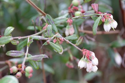 Vaccinium darrowii, photographed by Lauren McLaurin