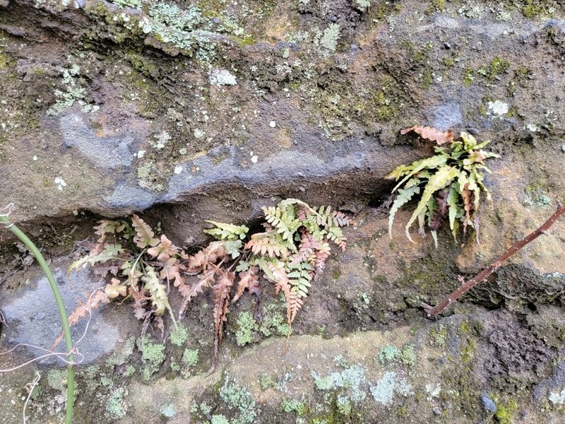 Asplenium bradleyi, photographed by Elias