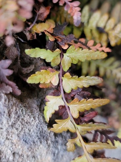 Asplenium bradleyi, photographed by Elias