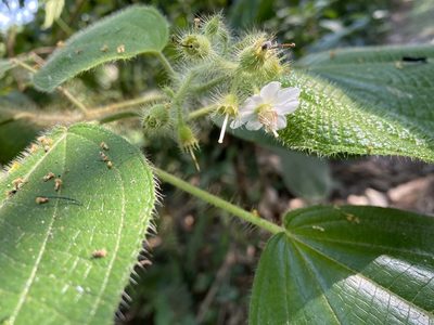 Miconia octona, photographed by Grete Pasch