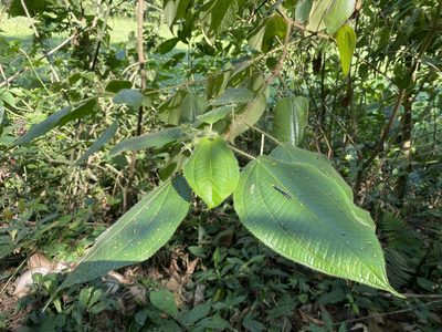 Miconia octona, photographed by Grete Pasch