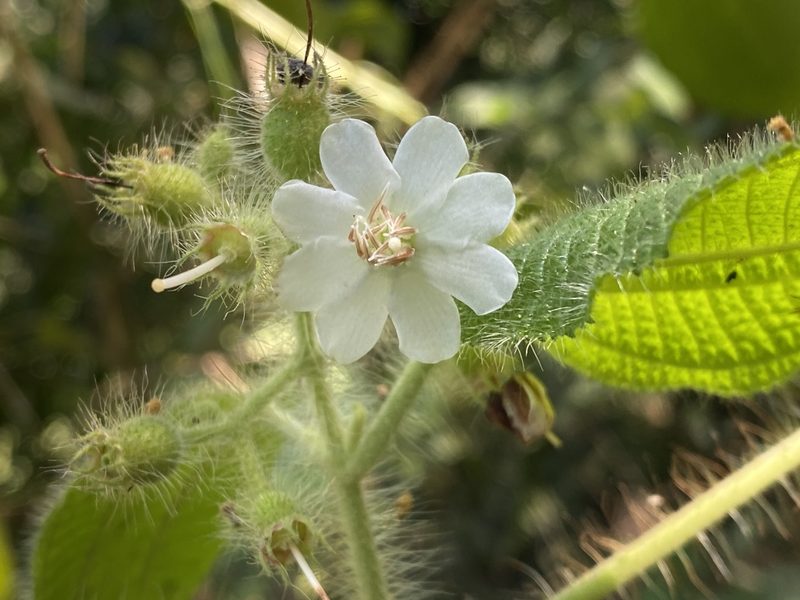 Miconia octona, photographed by Grete Pasch