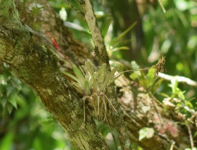 Vriesea carinata, photographed by Cajá-manga