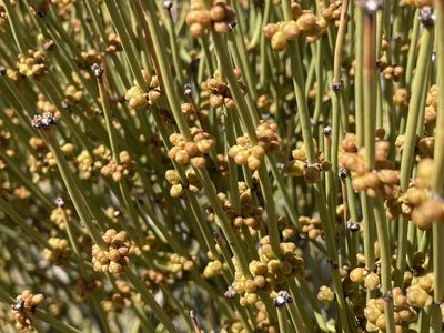 Ephedra viridis, photographed by Bobby McCabe