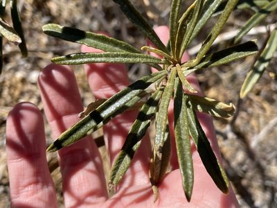 Eriodictyon angustifolium
