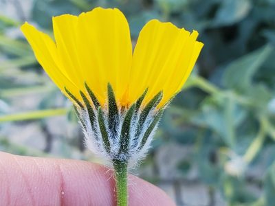 Geraea canescens, photographed by Craig Martin
