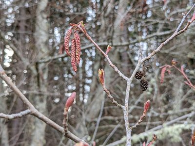 Alnus rubra, photographed by John A Haskins