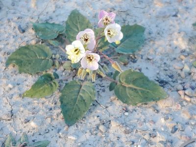 Chylismia claviformis, photographed by Craig Martin
