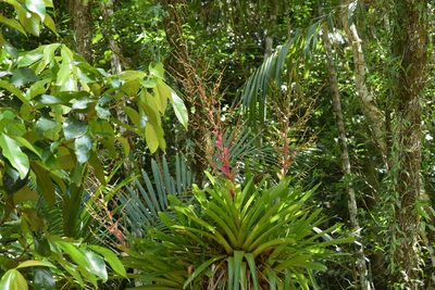 Vriesea philippocoburgi, photographed by Cajá-manga