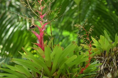 Vriesea philippocoburgi, photographed by Cajá-manga