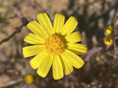 Senecio californicus, photographed by Ingo Renner