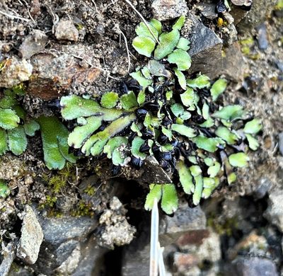 Targionia hypophylla, photographed by Roger Raiche