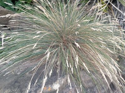 Poa astonii, photographed by John Barkla