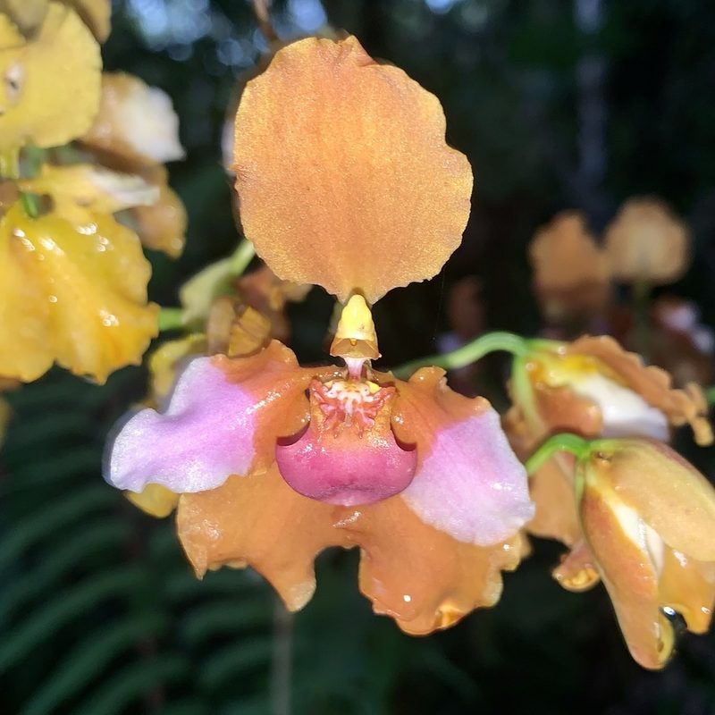 Cyrtochilum volubile, photographed by Círculo de Investigación en Taxonomía, Florística y Ecología Vegetal
