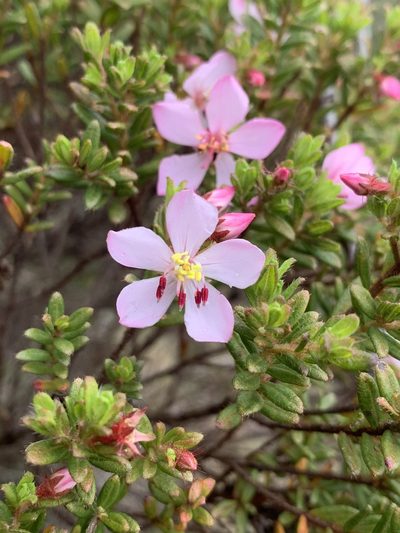 Microlicia sphagnicola, photographed by Círculo de Investigación en Taxonomía, Florística y Ecología Vegetal