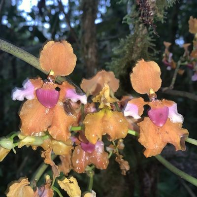 Cyrtochilum volubile, photographed by Círculo de Investigación en Taxonomía, Florística y Ecología Vegetal