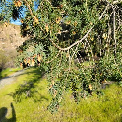 Pseudotsuga macrocarpa, photographed by Dan Horowitz
