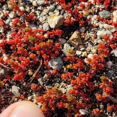 Crassula connata, photographed by Dan Horowitz