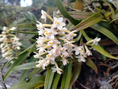 Earina autumnalis, photographed by John Barkla