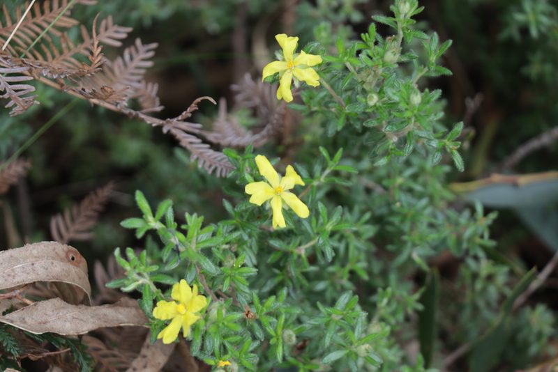 Hibbertia sericea, photographed by Dylan Wishart
