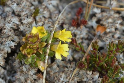 Euphrasia cockayneana, photographed by Christopher Stephens