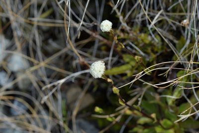 Craspedia uniflora, photographed by Christopher Stephens