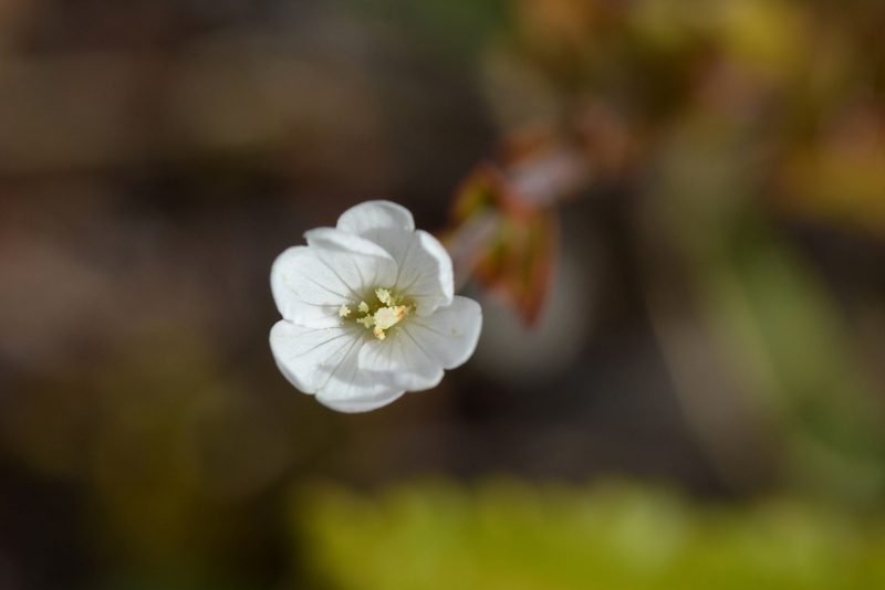 Epilobium chlorifolium, photographed by Christopher Stephens