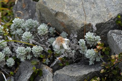 Leucogenes grandiceps, photographed by Christopher Stephens