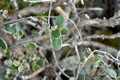 Brachyglottis bidwillii, photographed by Christopher Stephens