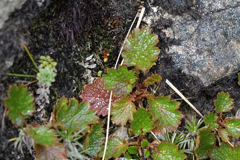 Geum uniflorum, photographed by Christopher Stephens