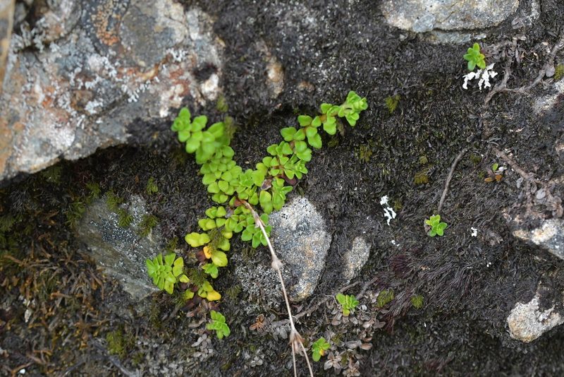 Ourisia caespitosa, photographed by Christopher Stephens