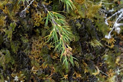 Dracophyllum kirkii, photographed by Christopher Stephens
