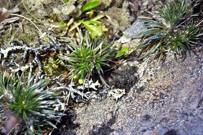 Celmisia laricifolia, photographed by Christopher Stephens