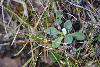 Celmisia discolor, photographed by Christopher Stephens