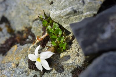 Lobelia macrodon, photographed by Christopher Stephens